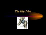 The%20Hip%20Joint