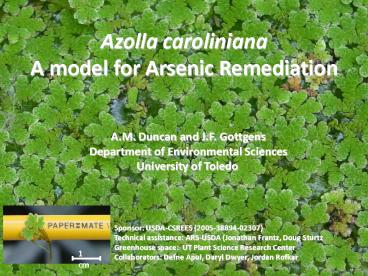 Azolla caroliniana A model for Arsenic Remediation