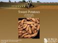 Sweet Potatoes  An Overview of the Sweet Potato Industry in Georgia PowerPoint PPT Presentation
