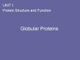 Globular Proteins PowerPoint PPT Presentation