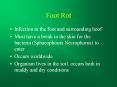 Foot Rot PowerPoint PPT Presentation