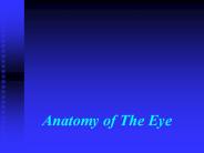 Anatomy of The Eye