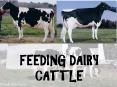 FEEDING DAIRY CATTLE PowerPoint PPT Presentation