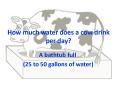 How much water does a cow drink per day? PowerPoint PPT Presentation