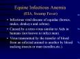 Equine Infectious Anemia (EIA, Swamp Fever) PowerPoint PPT Presentation