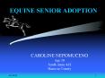 EQUINE SENIOR ADOPTION PowerPoint PPT Presentation