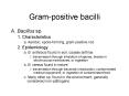 Gram-positive bacilli PowerPoint PPT Presentation