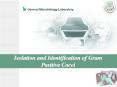 Isolation and Identification of Gram Positive Cocci PowerPoint PPT Presentation