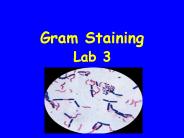 Gram Staining