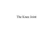 The Knee Joint