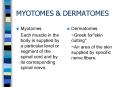 MYOTOMES PowerPoint PPT Presentation