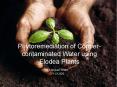 Phytoremediation of Copper-contaminated Water using Elodea Plants PowerPoint PPT Presentation