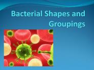 Bacterial Shapes and Groupings