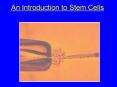 An Introduction to Stem Cells PowerPoint PPT Presentation