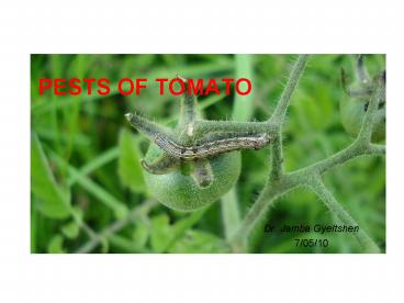 PESTS OF TOMATO