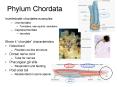 Phylum Chordata PowerPoint PPT Presentation