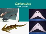 Diplocaulus