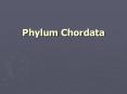 Phylum Chordata PowerPoint PPT Presentation