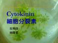 Cytokinin ????? PowerPoint PPT Presentation