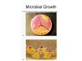Microbial Growth PowerPoint PPT Presentation
