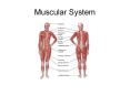 Muscular System PowerPoint PPT Presentation