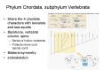 Phylum Chordata, subphylum Vertebrata PowerPoint PPT Presentation