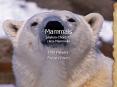 Mammals phylum-Chordata class-Mammalia PowerPoint PPT Presentation