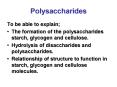 Polysaccharides PowerPoint PPT Presentation