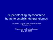 Superinfecting mycobacteria home to established granulomas