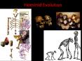 Hominid Evolution PowerPoint PPT Presentation