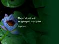 Reproduction in Angiospermophytes PowerPoint PPT Presentation
