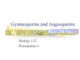Gymnosperms and Angiosperms PowerPoint PPT Presentation