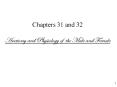 Chapters 31 and 32 Anatomy and Physiology of the Male and Female PowerPoint PPT Presentation