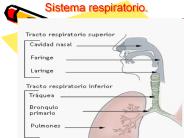 Sistema respiratorio.