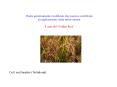 Piante geneticamente modificate che possono contribuire PowerPoint PPT Presentation