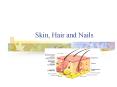 Skin, Hair and Nails PowerPoint PPT Presentation