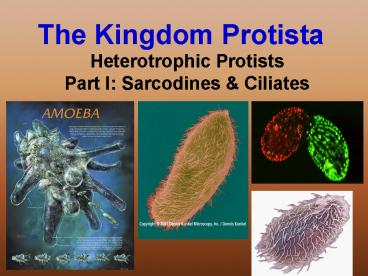The Kingdom Protista