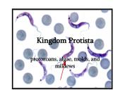 Kingdom Protista