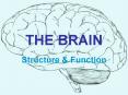 THE BRAIN PowerPoint PPT Presentation