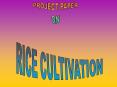 RICE CULTIVATION PowerPoint PPT Presentation