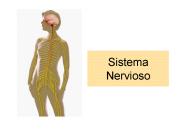 Sistema Nervioso