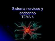 Sistema nervioso y endocrino