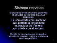 Sistema nervioso