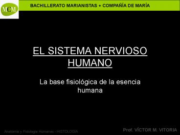 EL SISTEMA NERVIOSO HUMANO