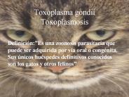 Toxoplasma gondii Toxoplasmosis