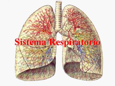 Sistema Respiratorio