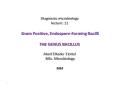 Diagnostic microbiology lecture: 11  Gram Positive, Endospore-Forming Bacilli PowerPoint PPT Presentation