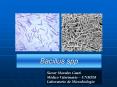 Bacillus spp PowerPoint PPT Presentation