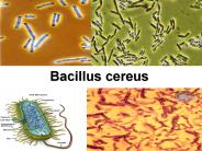 Bacillus cereus