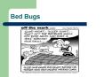 Bed Bugs PowerPoint PPT Presentation